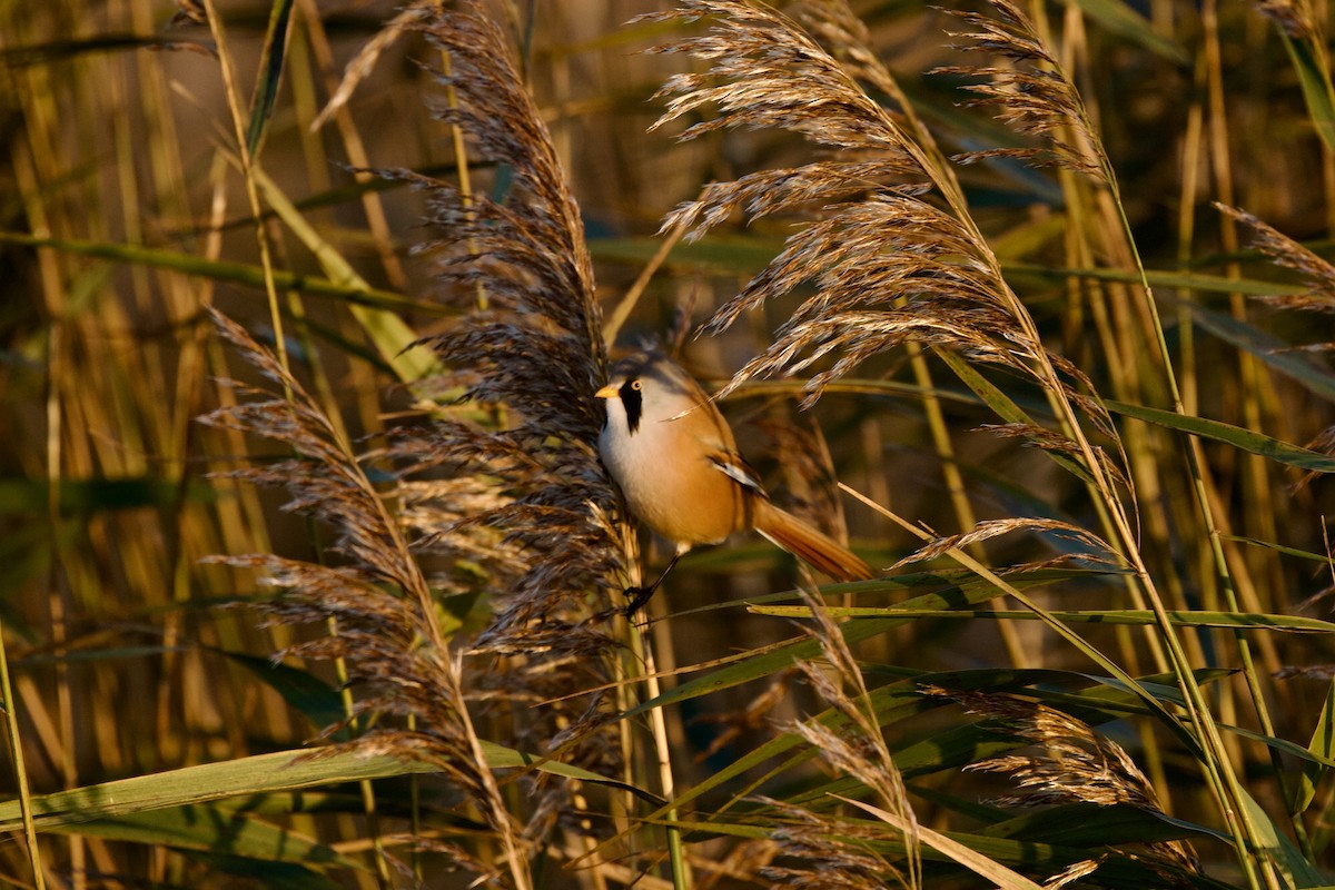 Bearded Reedling - ML646397697