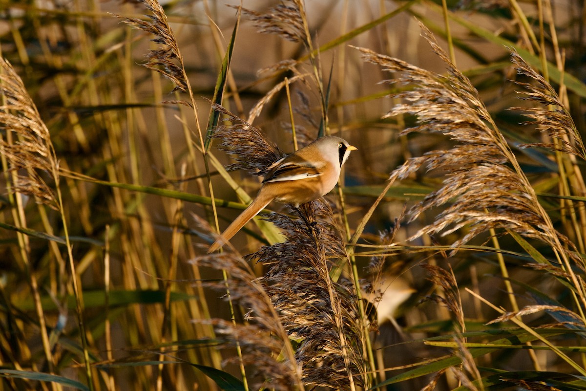 Bearded Reedling - ML646397698