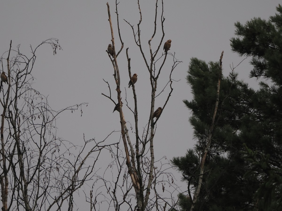 Hawfinch - ML646397699