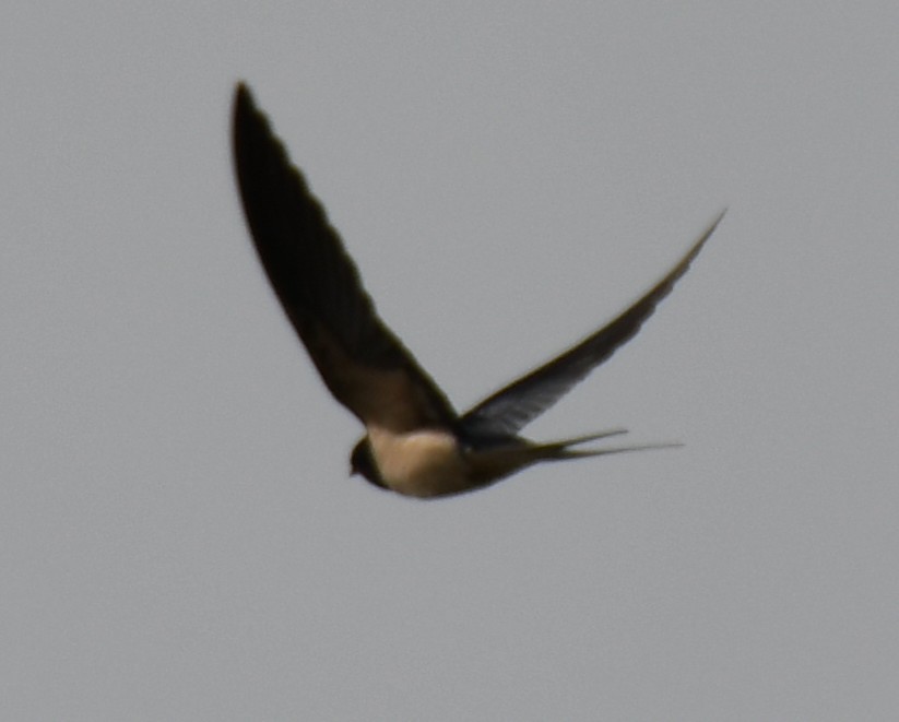 Hirondelle rustique - ML646397700