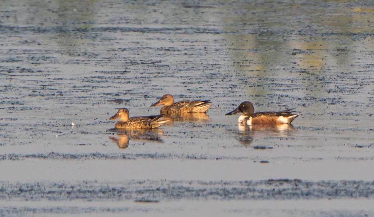 Широконіска північна - ML646397701