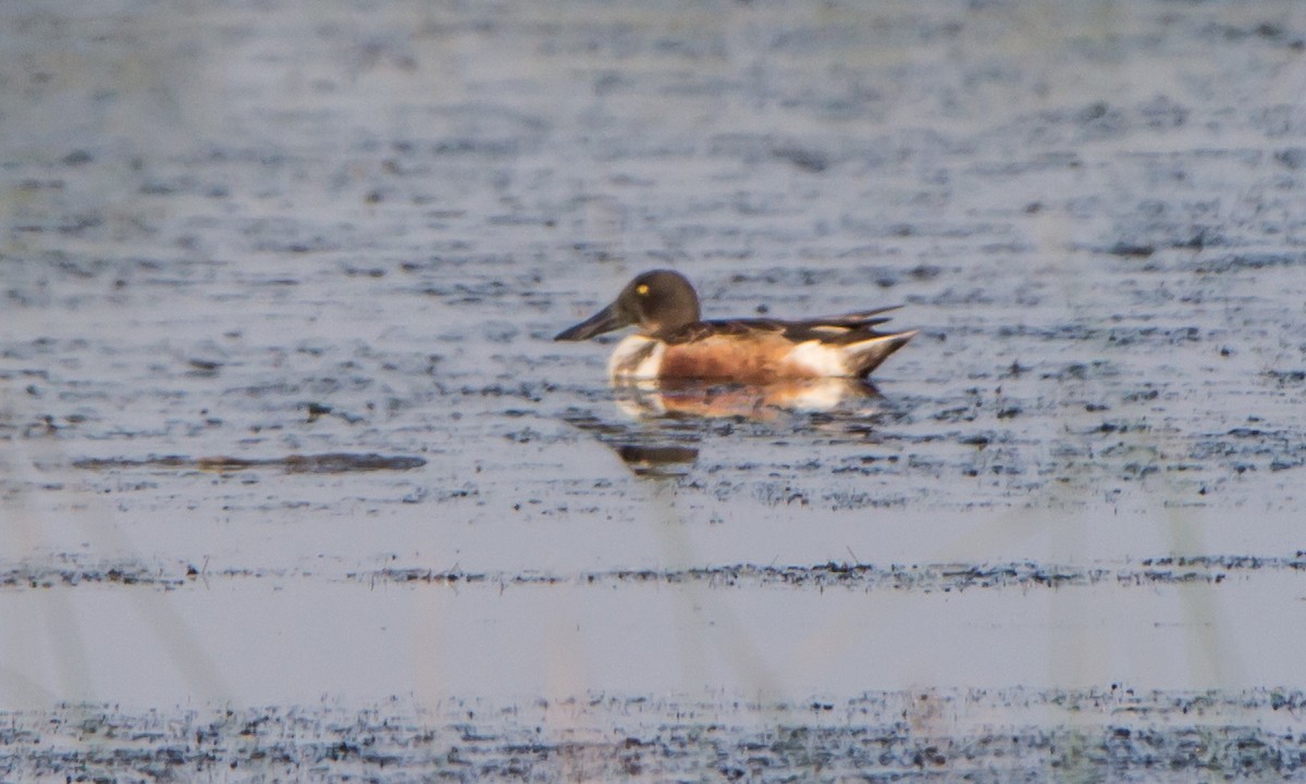 Широконіска північна - ML646397702