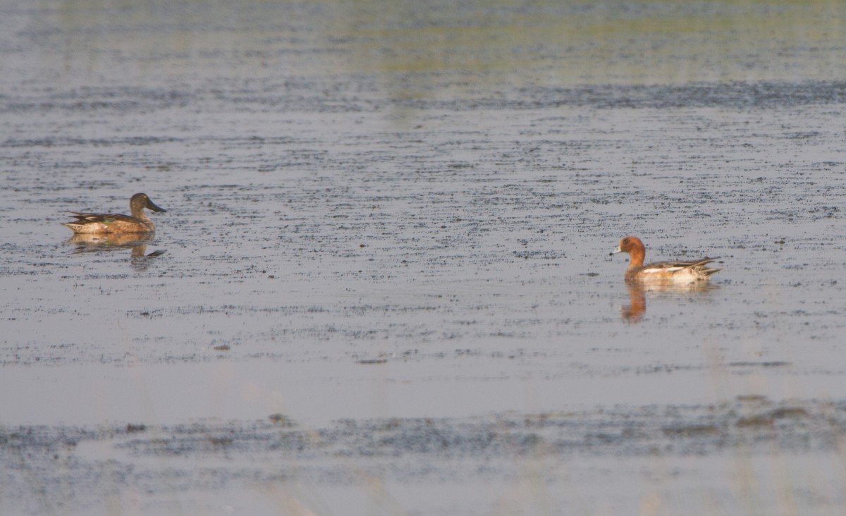 Широконіска північна - ML646397703
