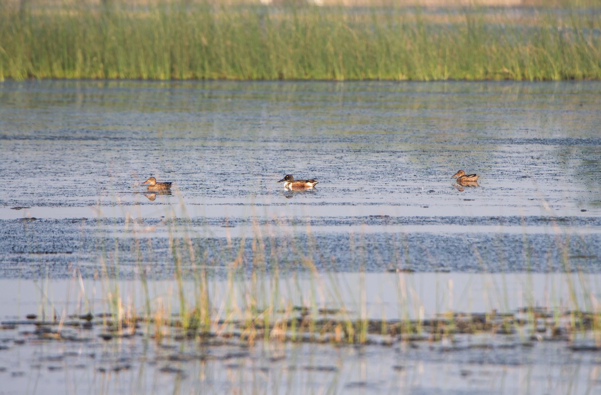 Широконіска північна - ML646397704