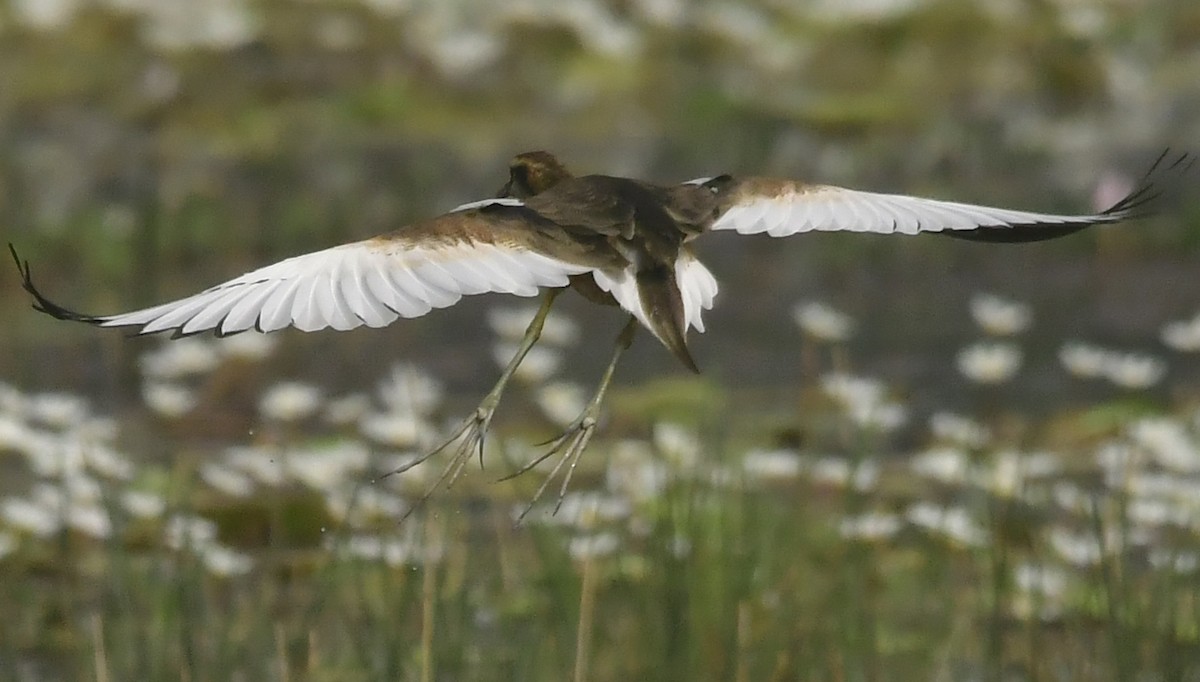 Якана довгохвоста - ML646397706