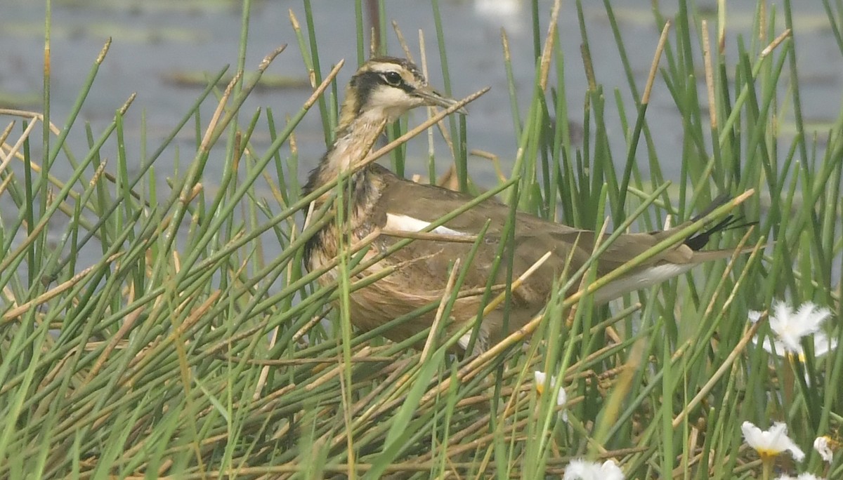 Якана довгохвоста - ML646397708