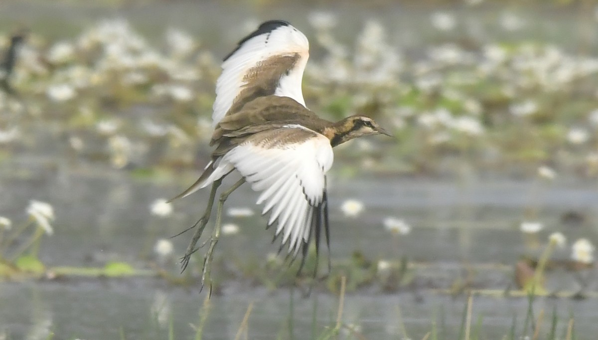 Якана довгохвоста - ML646397710