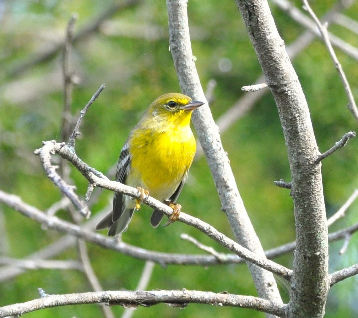Пісняр-лісовик сосновий - ML646397711