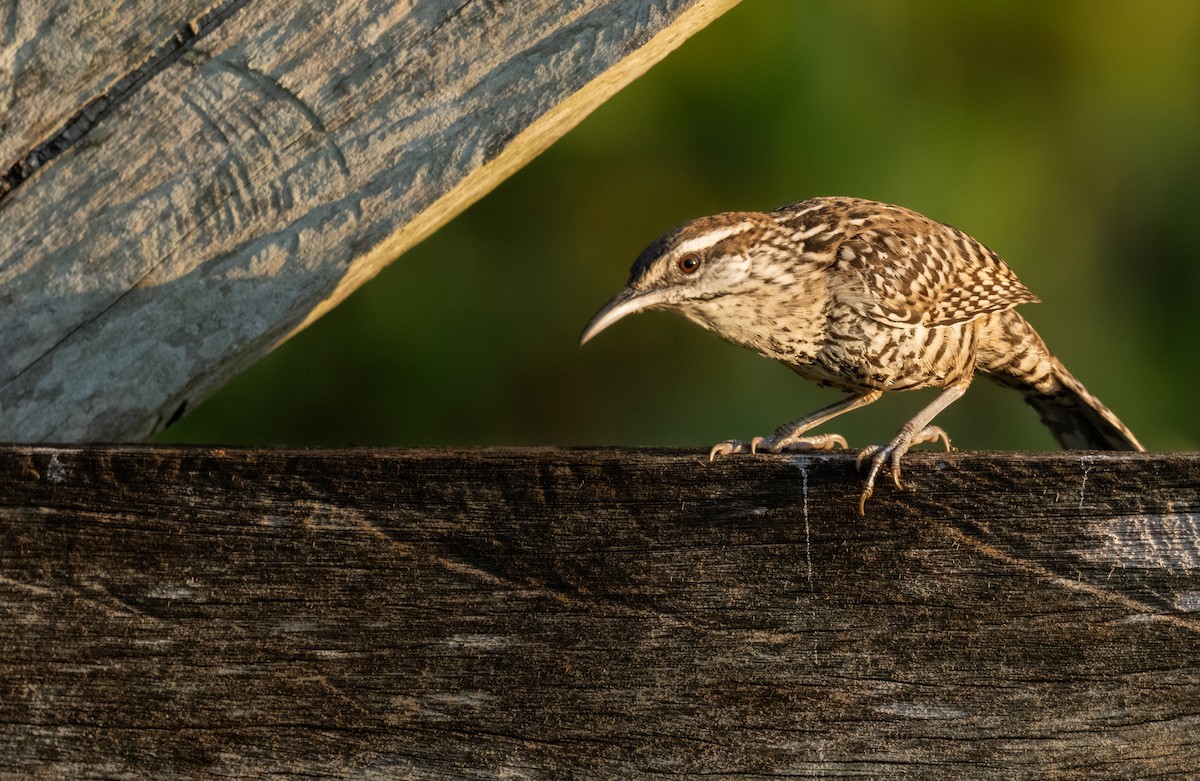 Різжак юкатанський - ML646397713
