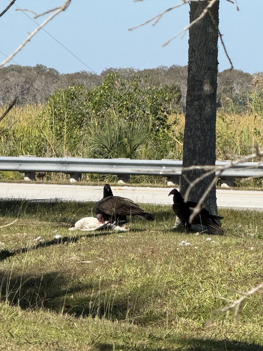 Snow Goose - ML646397714