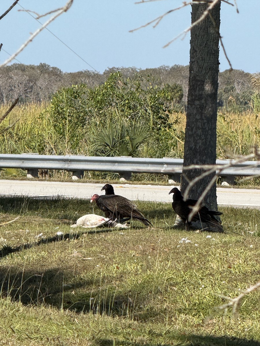 Snow Goose - ML646397715