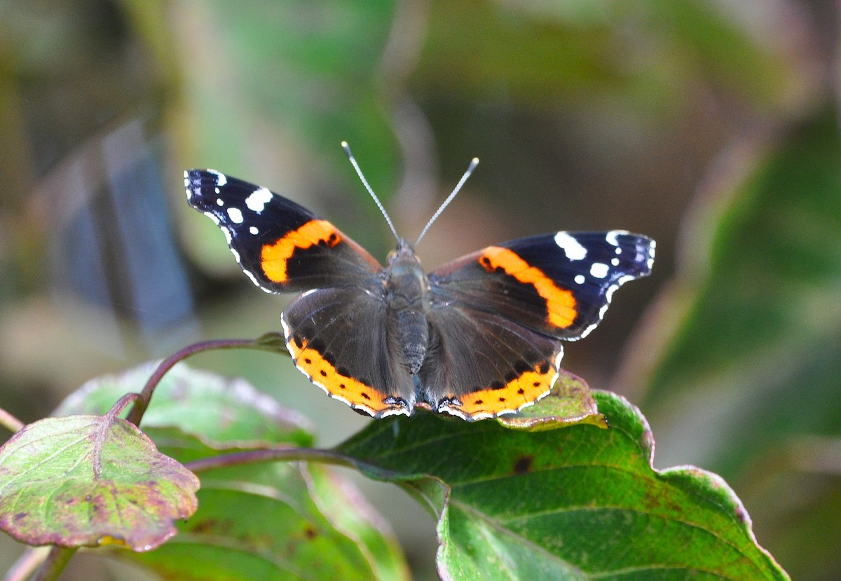 Red Admiral - ML646397718