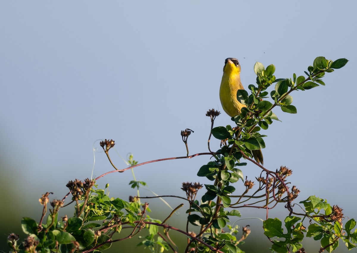 Жовтогорлик сіроголовий - ML646397719