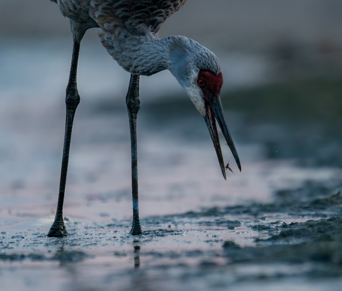 Журавель канадський - ML646397720