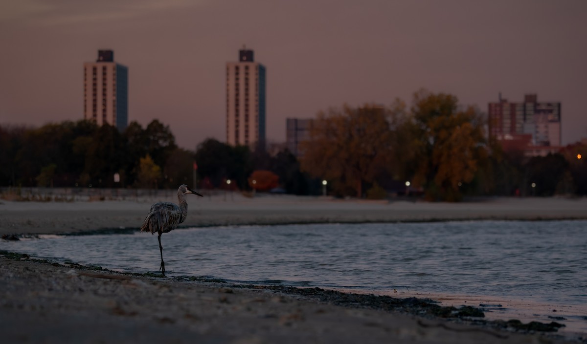 Журавель канадський - ML646397721