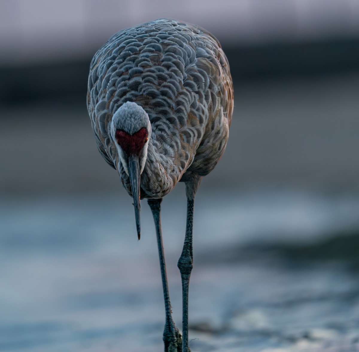 Журавель канадський - ML646397722