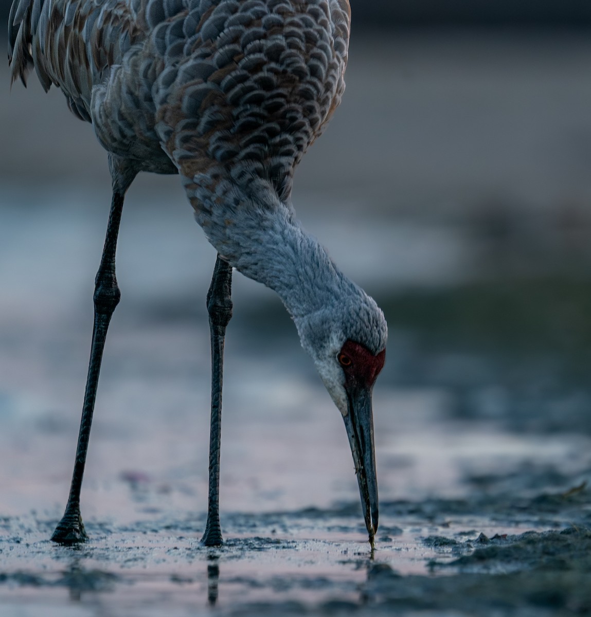 Журавель канадський - ML646397723