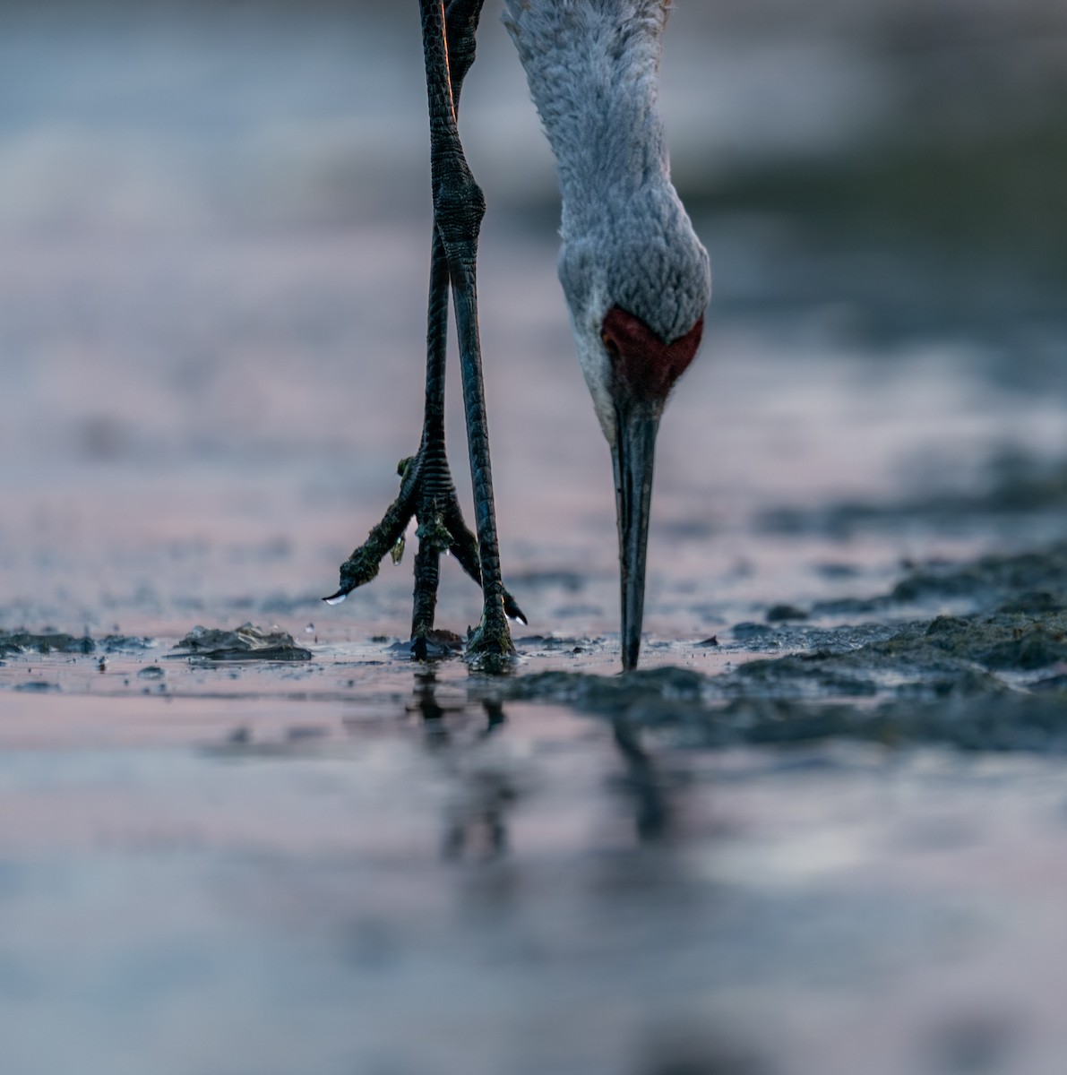 Журавель канадський - ML646397724