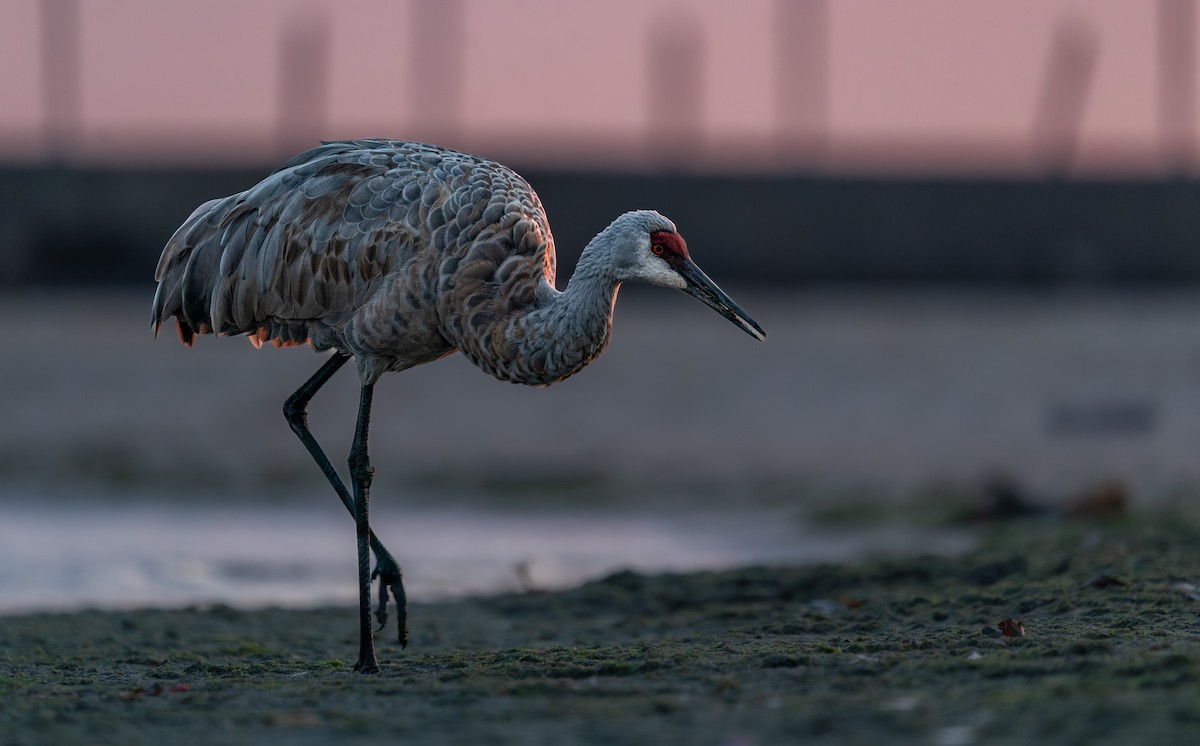 Журавель канадський - ML646397725