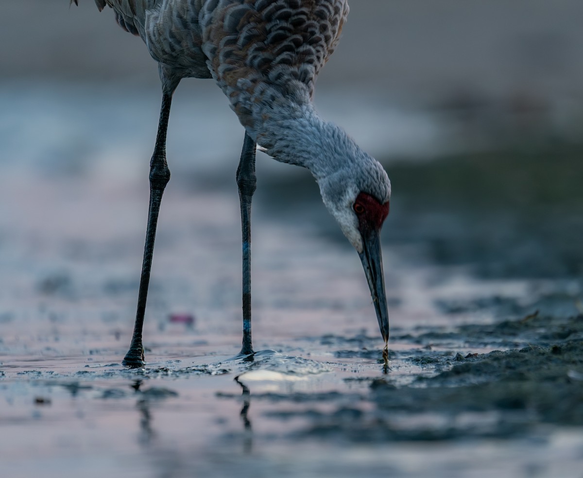 Журавель канадський - ML646397726