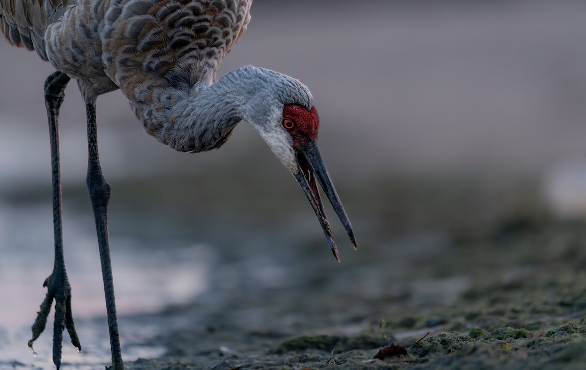 Журавель канадський - ML646397727