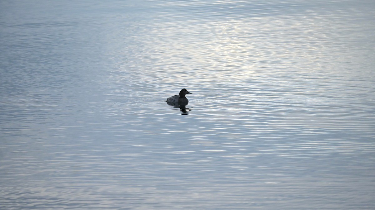 Попелюх звичайний - ML646397728