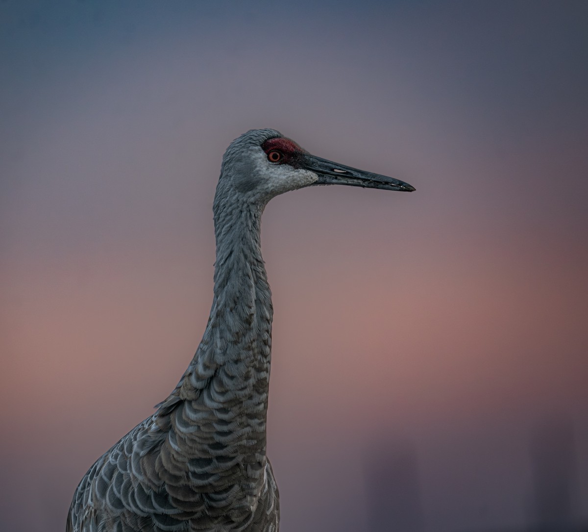 Журавель канадський - ML646397729