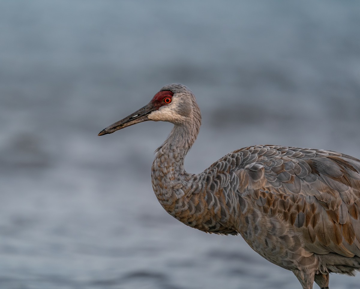 Журавель канадський - ML646397730