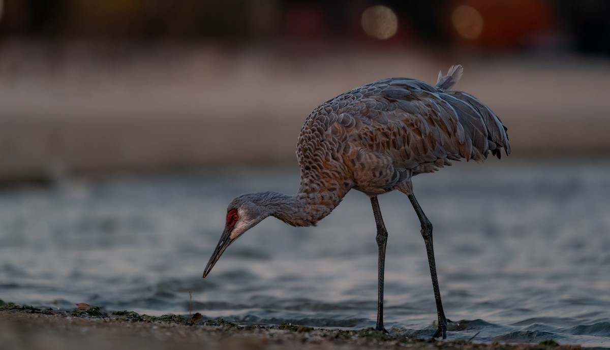 カナダヅル - ML646397731