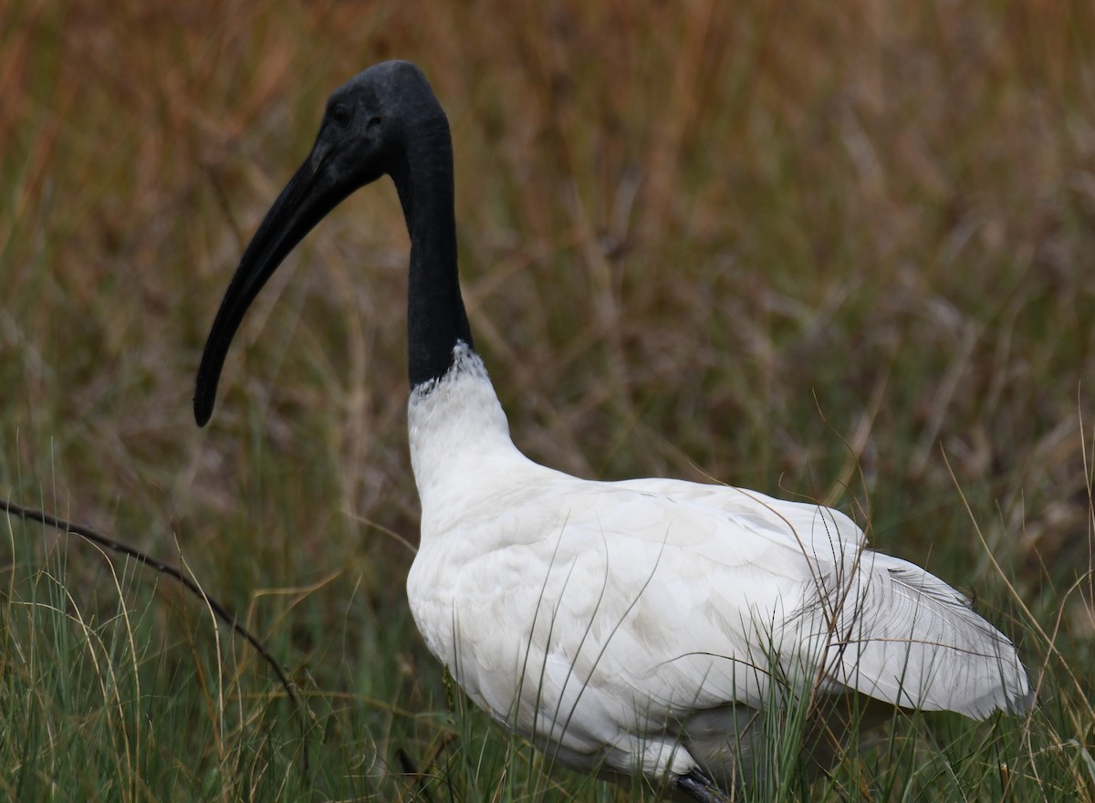 Ібіс сивоперий - ML646397732