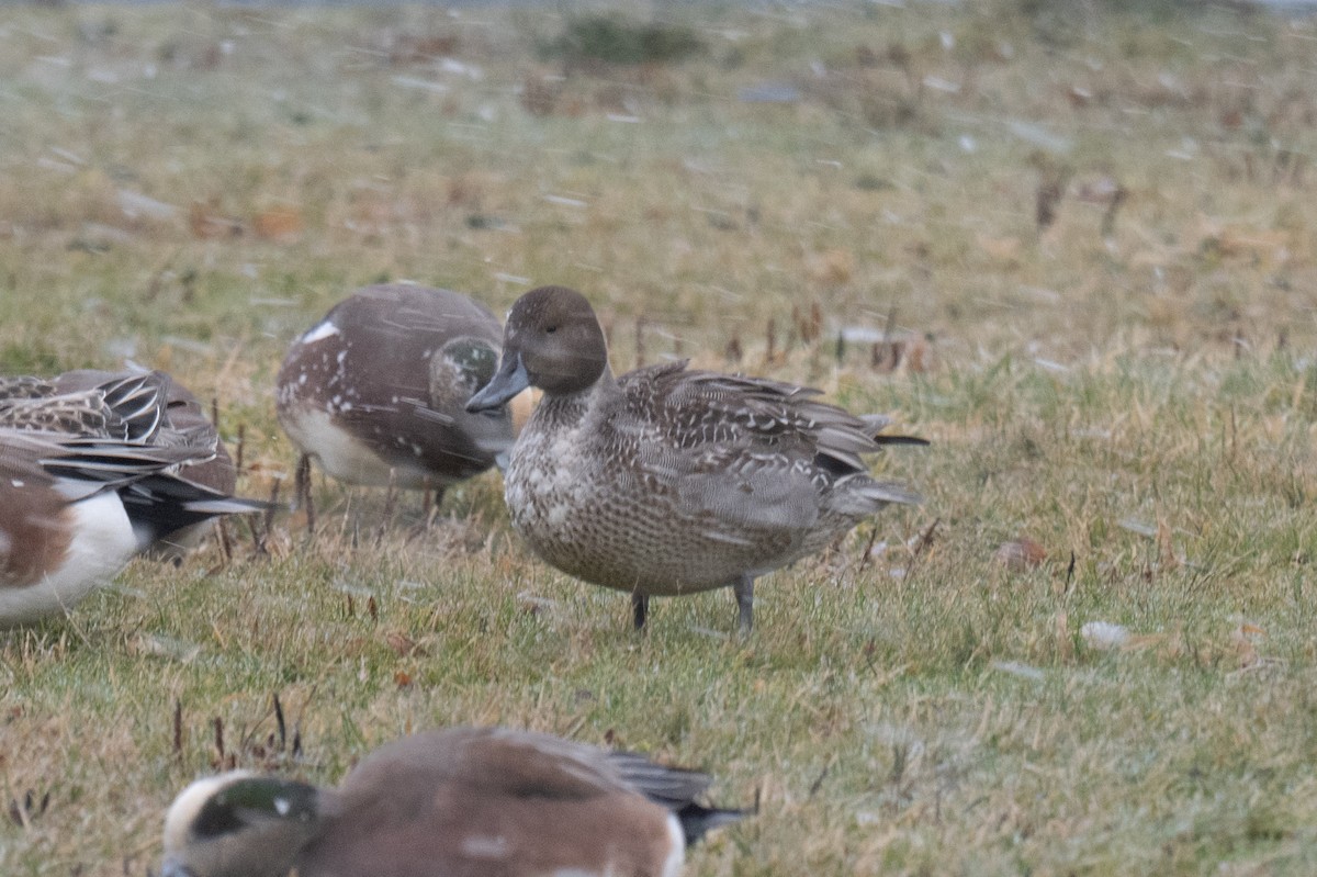 Шилохвіст північний - ML646397733