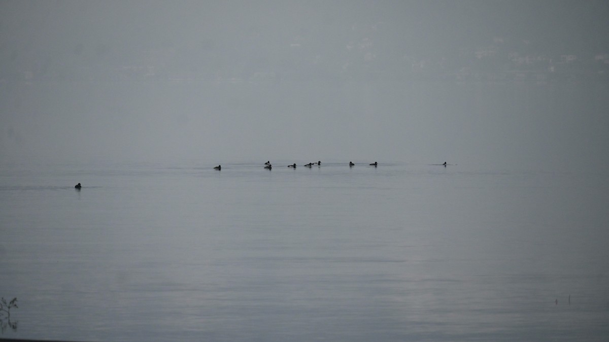 Чернь чубата - ML646397734