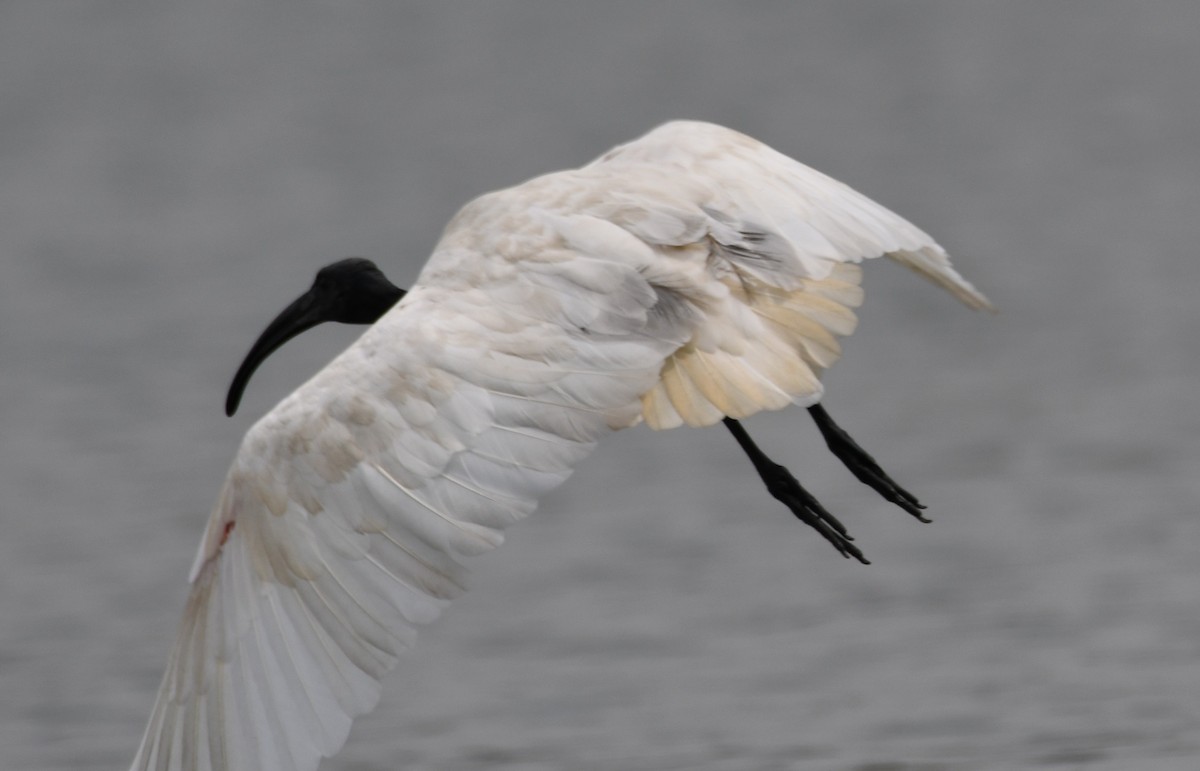 Ібіс сивоперий - ML646397735