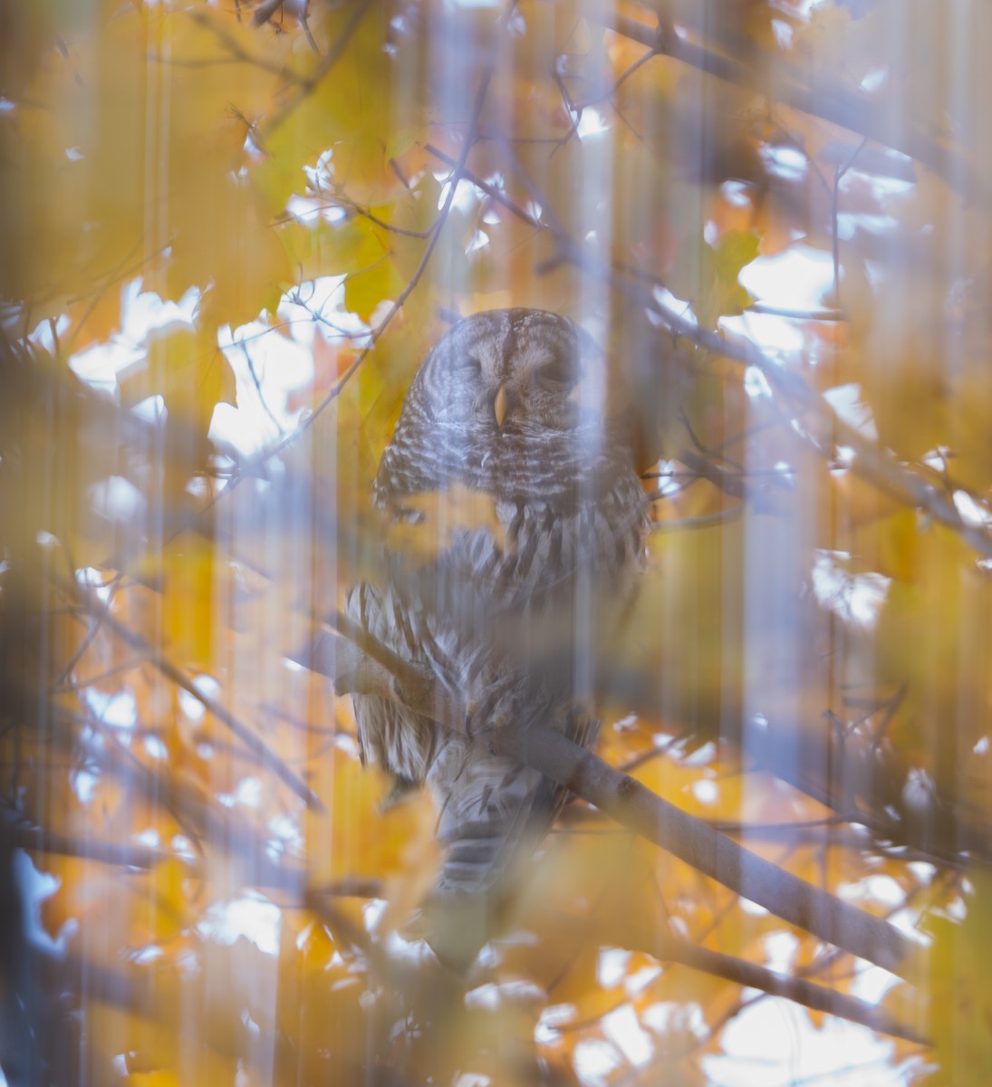 アメリカフクロウ - ML646397736