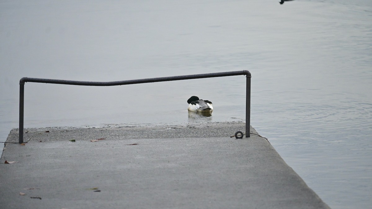 Крех великий - ML646397737