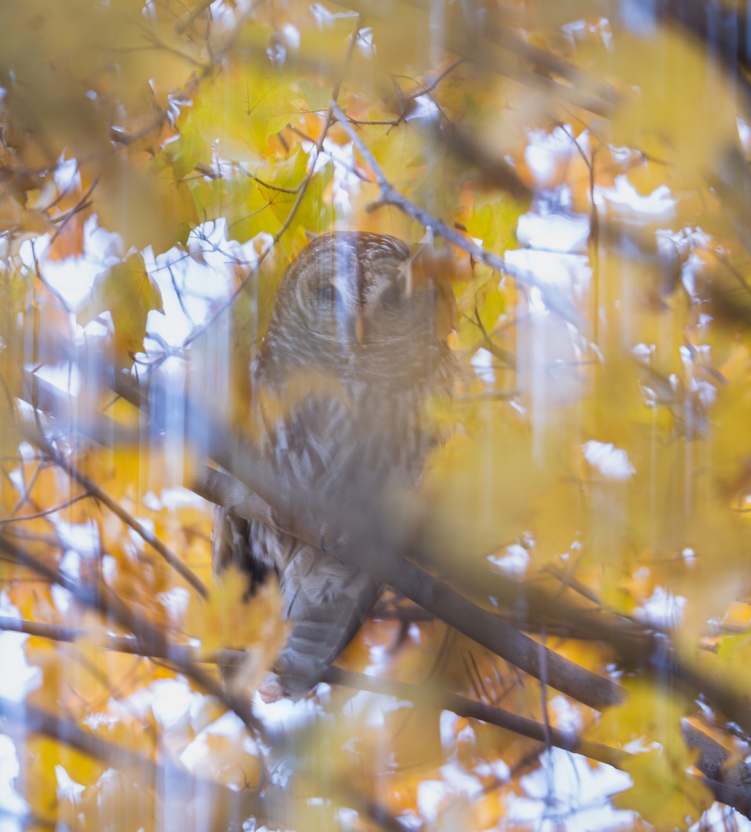 アメリカフクロウ - ML646397738