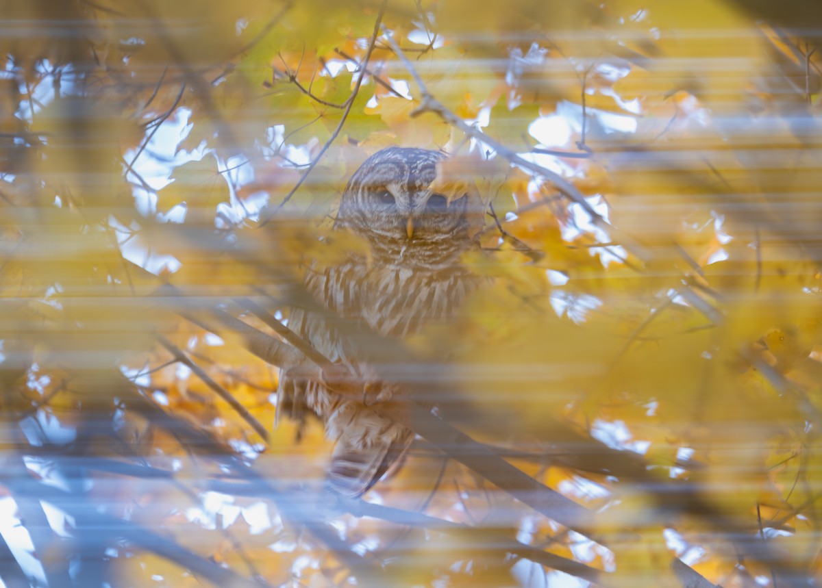 アメリカフクロウ - ML646397739