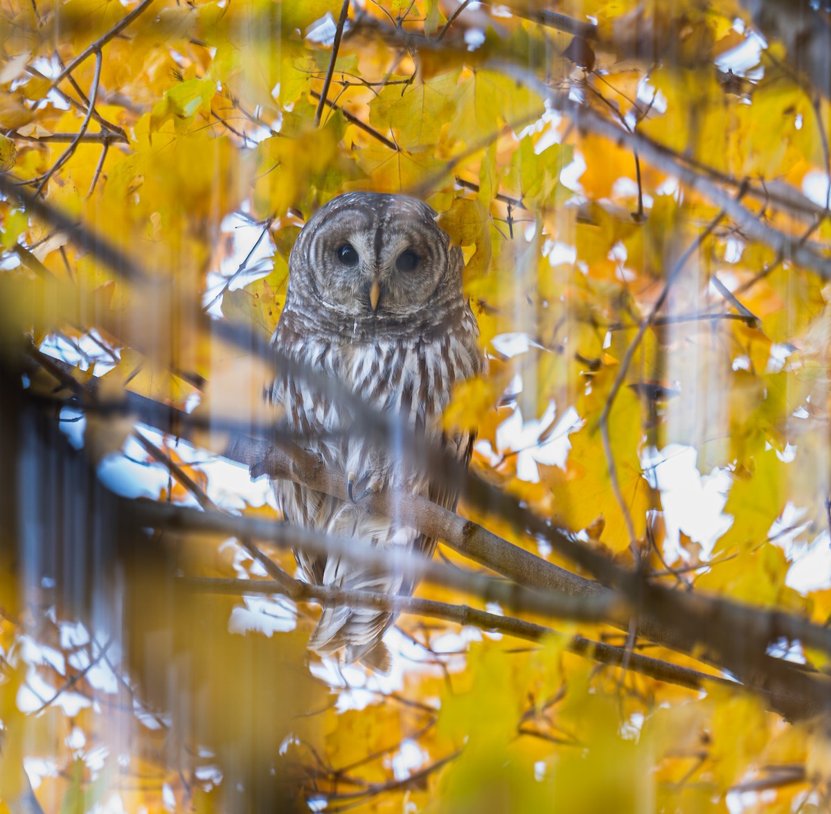 アメリカフクロウ - ML646397740