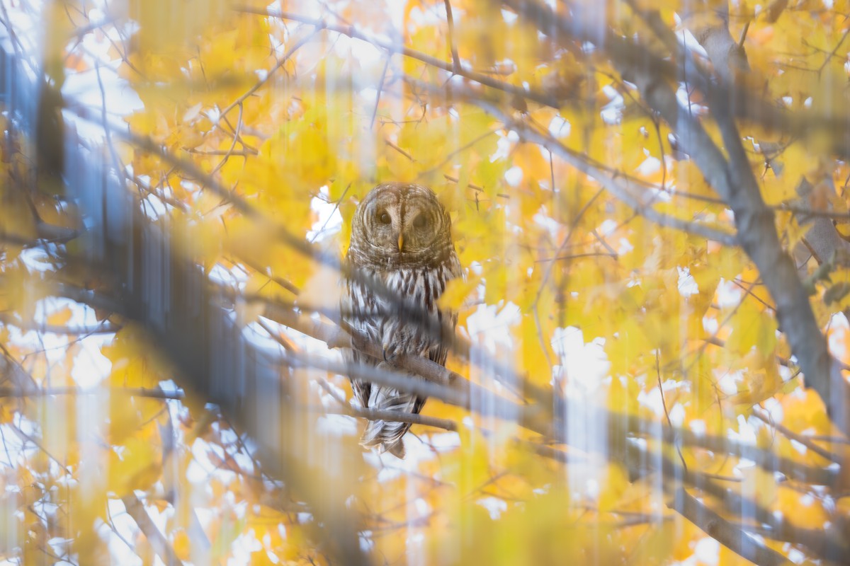 アメリカフクロウ - ML646397741