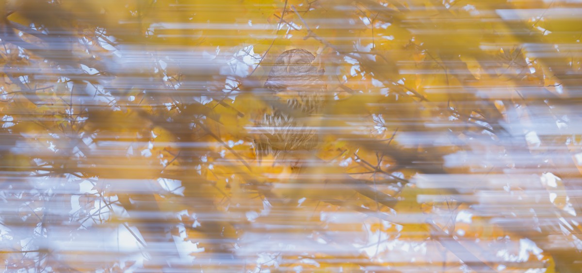 アメリカフクロウ - ML646397742