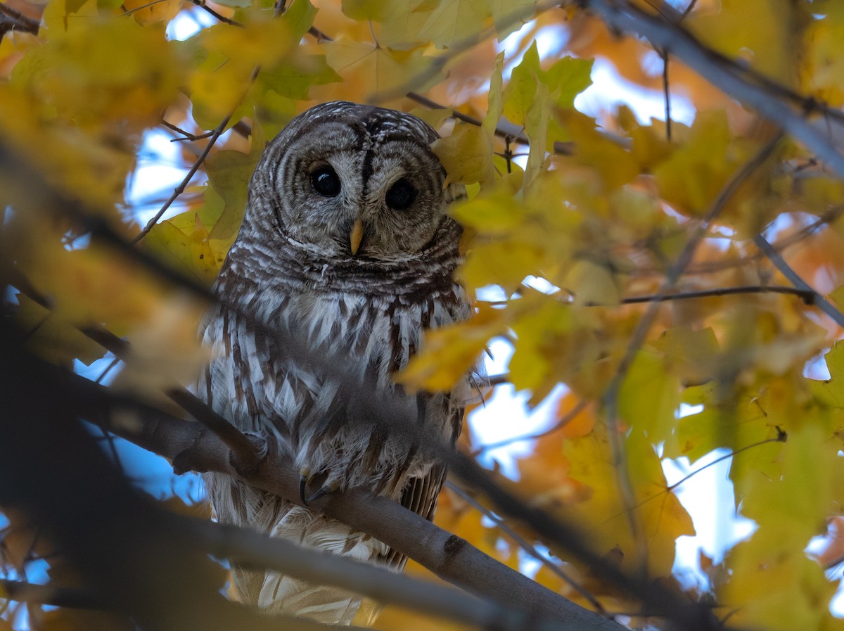 アメリカフクロウ - ML646397743