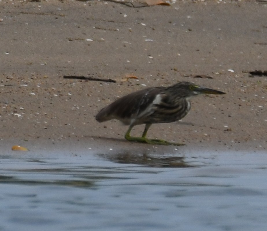 Crabier de Gray - ML646397745