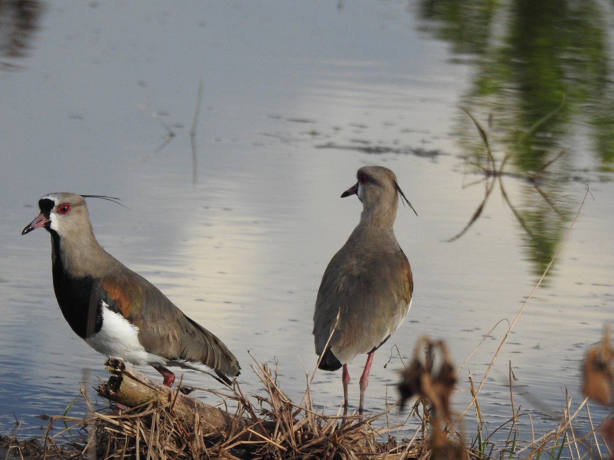 Southern Lapwing - ML646397746
