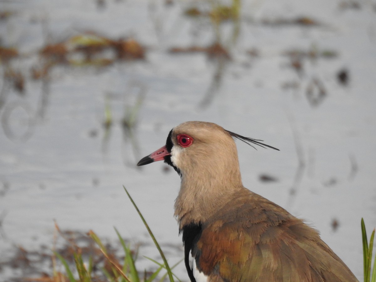 Southern Lapwing - ML646397747