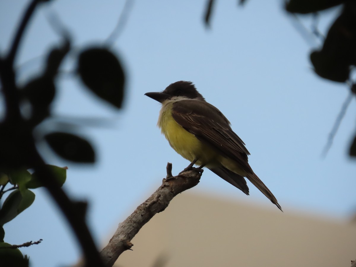Thick-billed Kingbird - ML646397748