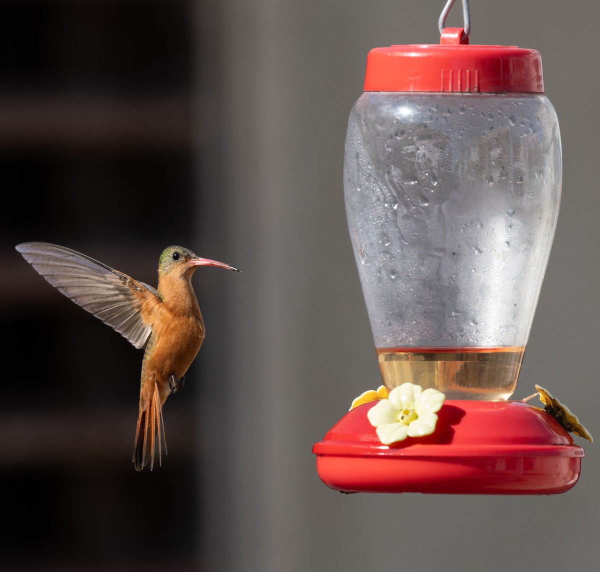 Cinnamon Hummingbird (Mainland) - ML646397750