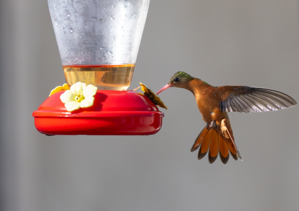 Cinnamon Hummingbird (Mainland) - ML646397751