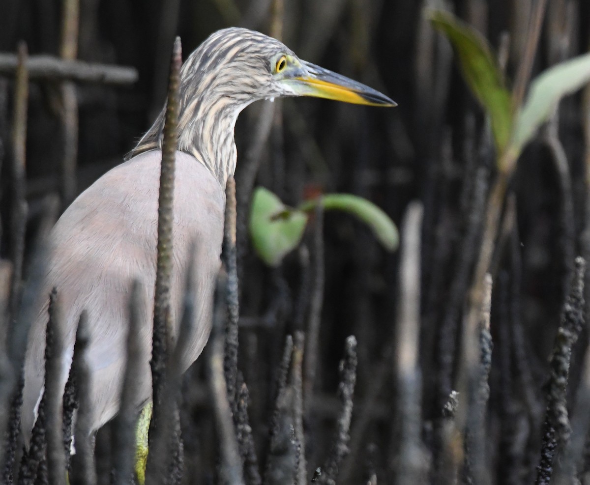 Crabier de Gray - ML646397752