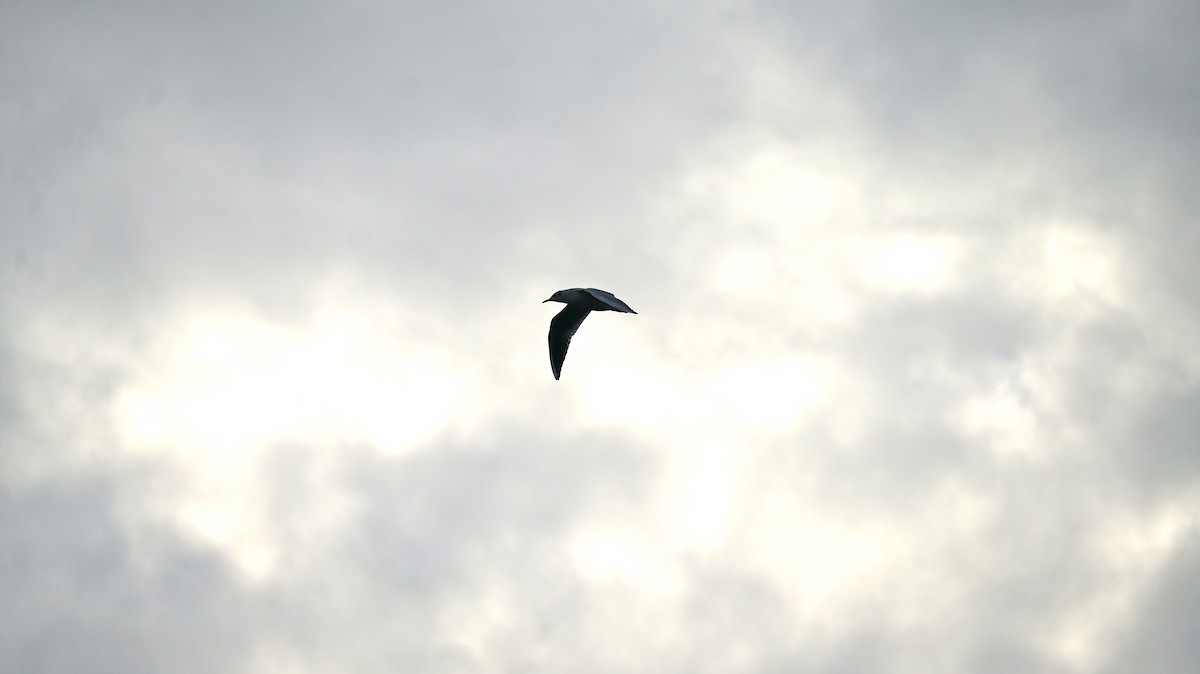Black-headed Gull - ML646397753