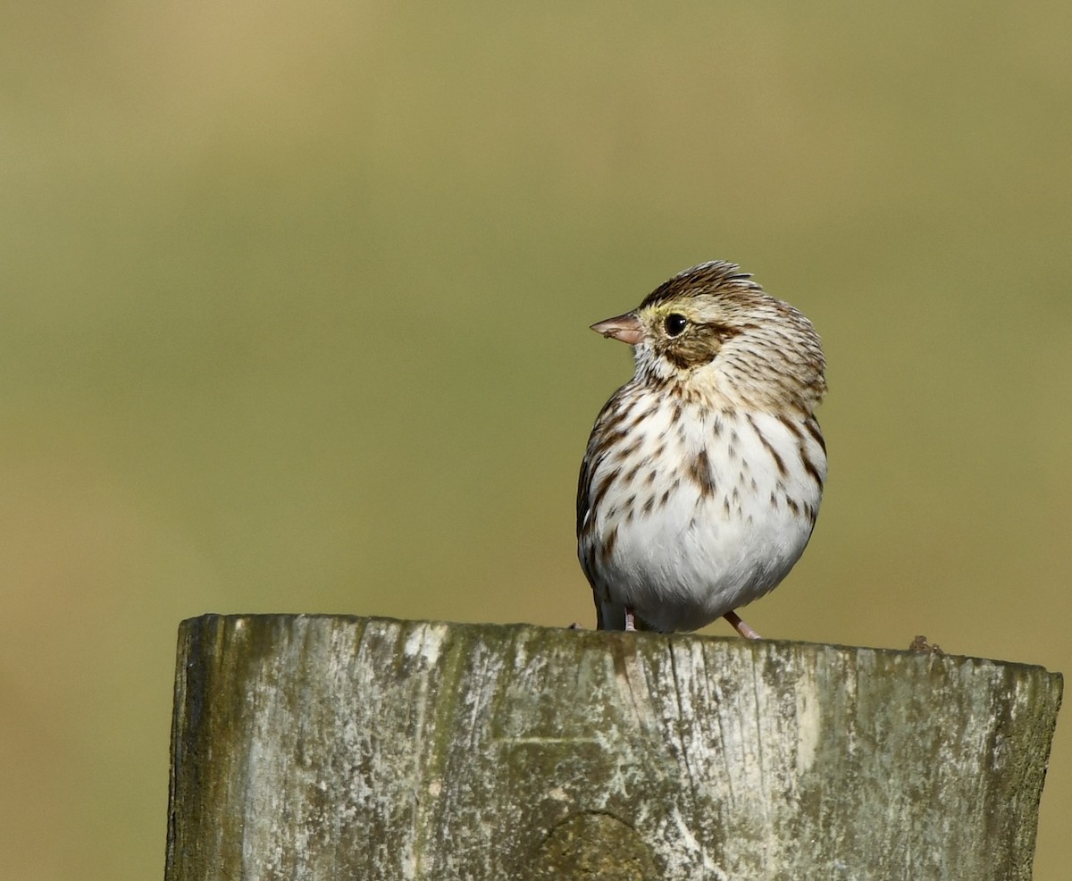 Savannah Sparrow (Savannah) - ML646397754